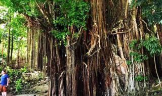 菲律宾跳水队今年参赛了吗 菲律宾跳水搞笑解说